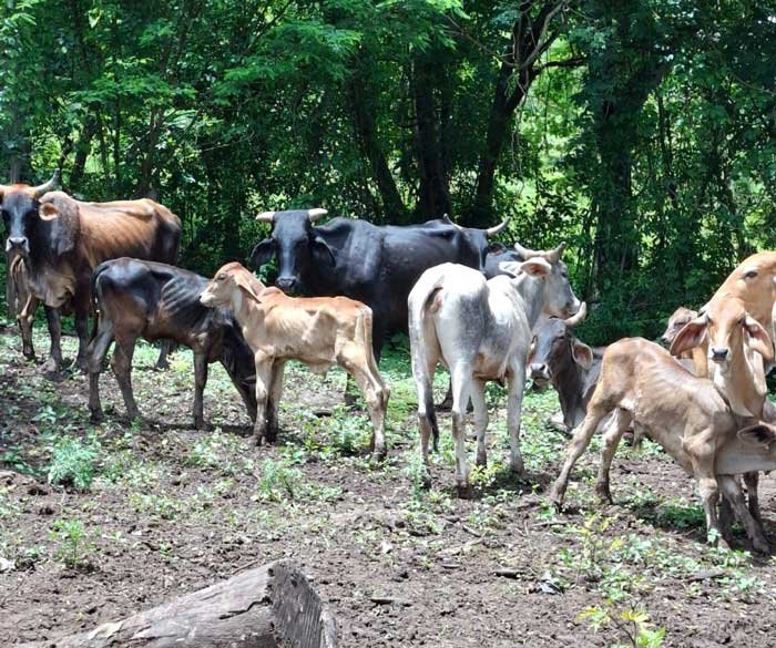 El gusano barrenador regresa y amenaza a Honduras por una década más 1 gusano barrenador 1