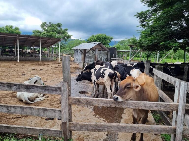 image 20230825 124637 7937830 20240705151122