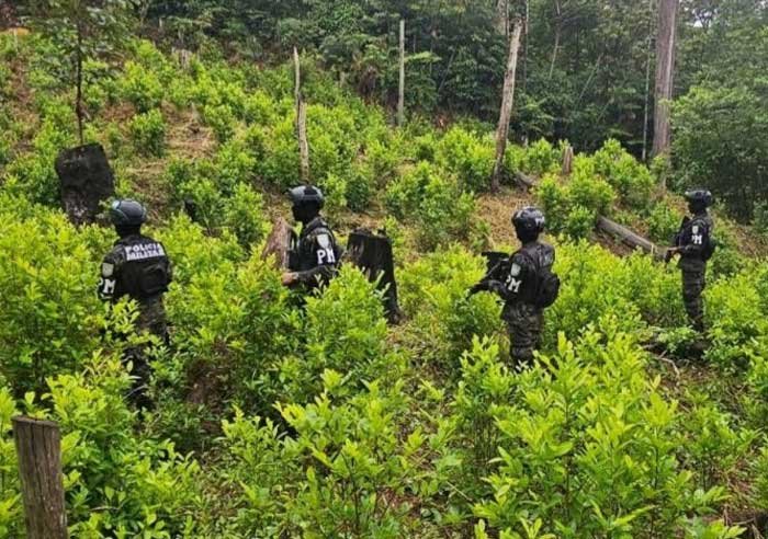 Descubren plantación de coca y laboratorio artesanal en zona montañosa de Yoro 1 plantacion d ecoca
