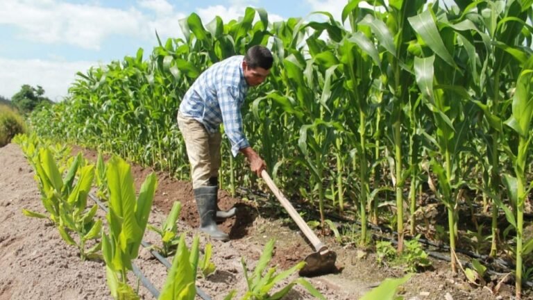 Productores alertan caída de hasta 40 % en la cosecha de granos básicos por condiciones climáticas adversas 1 8285c0dc 7171 459a 9c85 764014f0ab47