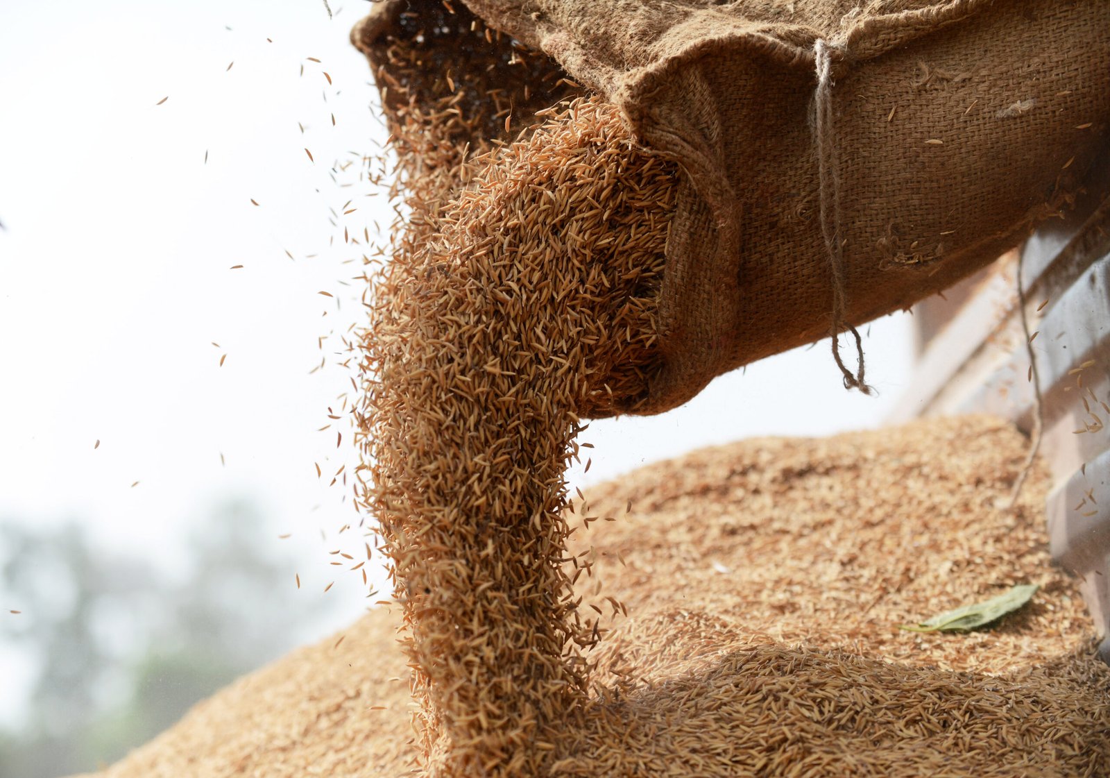 Gobierno e industriales valoran importar arroz con condiciones específicas 1 arroz granza scaled 1