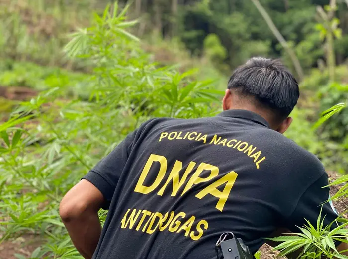 Desmantelan en Tocoa una plantación con 6,500 plantas de marihuana 1 plantaciones de marihuana.jpg