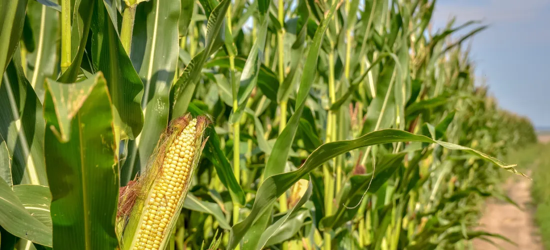 shutterstock 1375472309 1 1.jpg