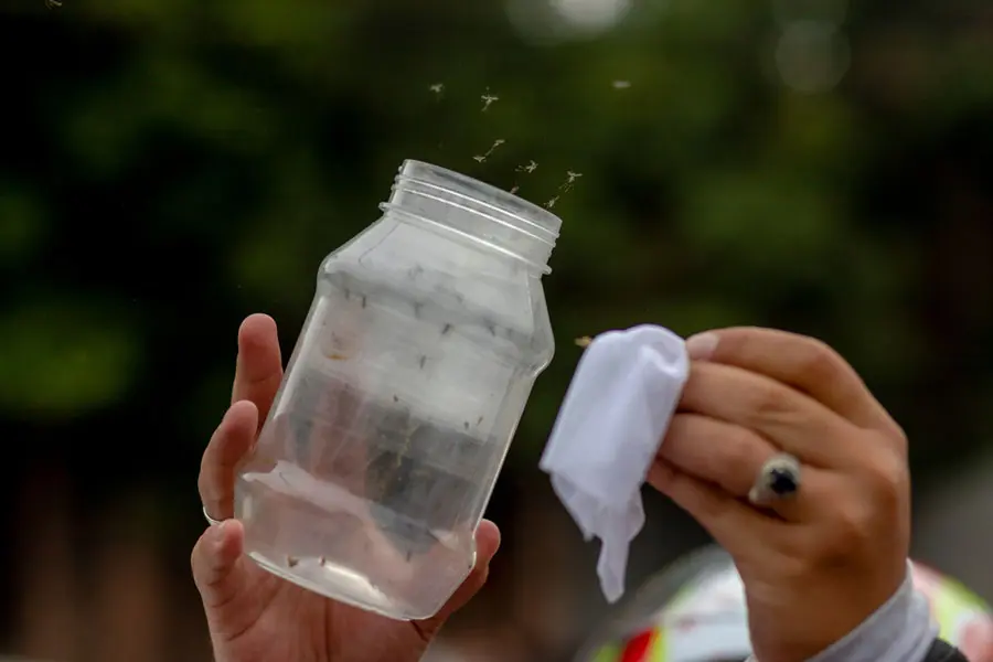 Tegucigalpa reduce riesgos de dengue gracias a proyecto innovador de MSF 1 Wolbachia.jpg