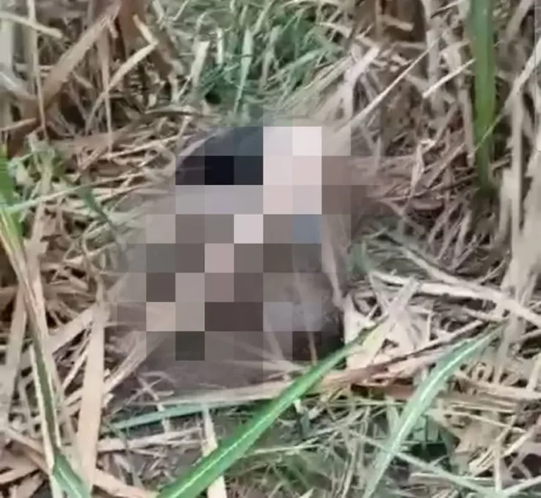 mujer campo de cana de azucar San Manuel.jpg