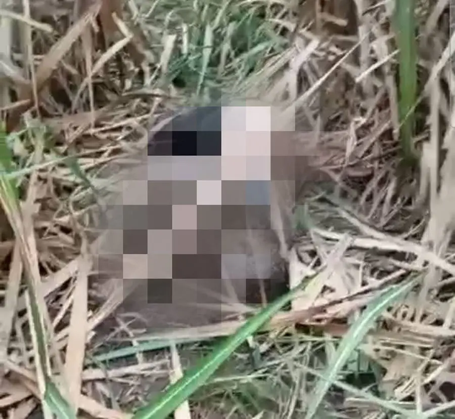 Mujer es encontrada muerta en campos de caña en Cortés 1 mujer campo de cana de azucar San Manuel.jpg