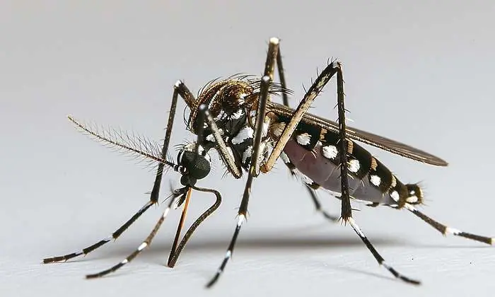 Alerta sanitaria en Honduras por llegada del mosquito tigre 4 Mosquito tigre.jpg