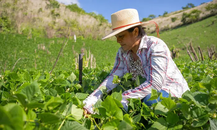alimentos frescos.jpg