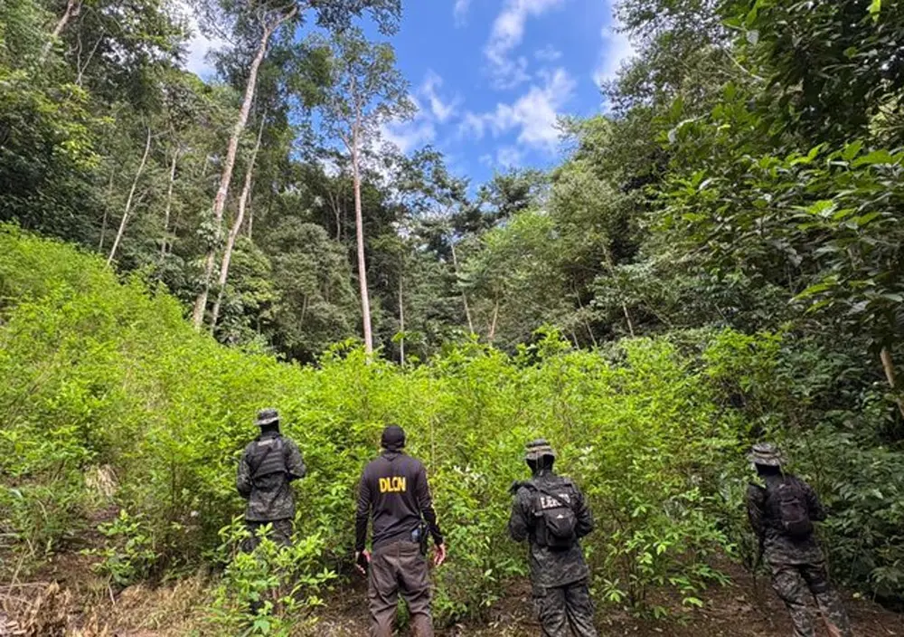 hoja de coca colon.jpg