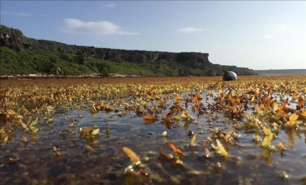 Utila enfrenta invasión masiva de sargazo que afecta playas turísticas 2 9f1ad8e5445cd07d48cf1700466d86bb