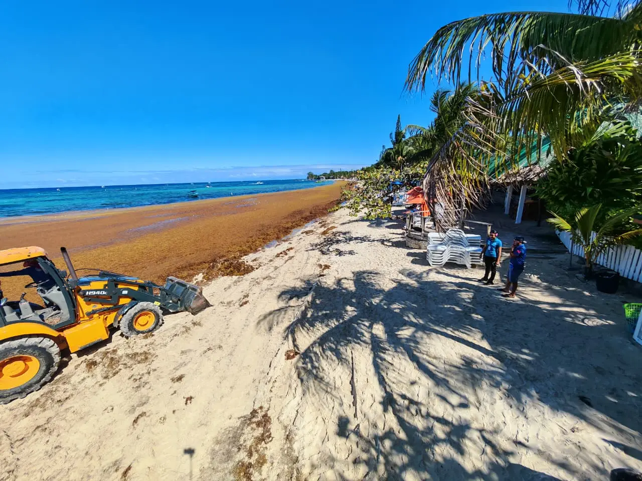 Sargazo Roatan.jpg