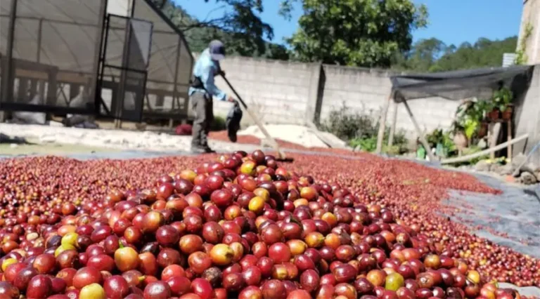 Honduras logra reducir déficit comercial gracias al café y productos estratégicos 5 cafe 2.jpg