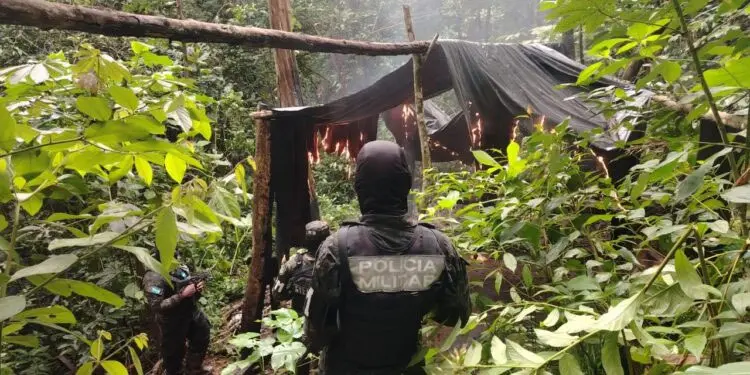 FFAA destruyen 16 mil plantas de coca en Colón 1 erradicacion.jpg