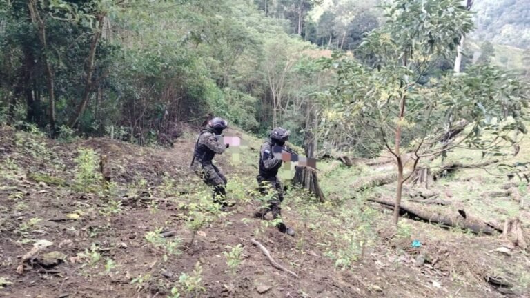 Fuerzas Armadas aseguran 11,000 plantas de coca en Colón en golpe al narcotráfico 6 decomiso drogas 1536x864 1