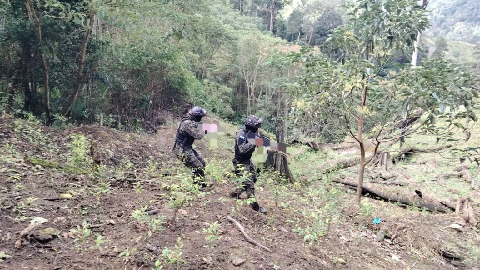 Fuerzas Armadas aseguran 11,000 plantas de coca en Colón en golpe al narcotráfico 1 decomiso drogas 1536x864 1
